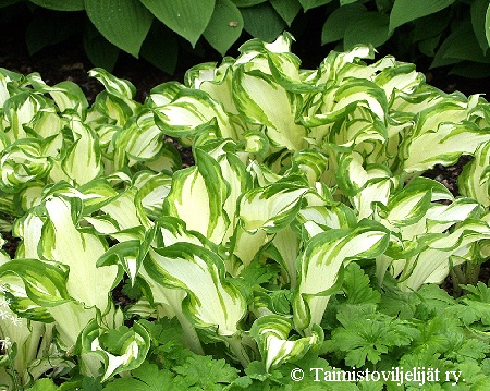 Hosta undulata